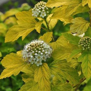 Blasenspiere 'Dart's Gold' Physocarpus opulifolius 30 bis 40 cm im Container Goldgelbes Laub
