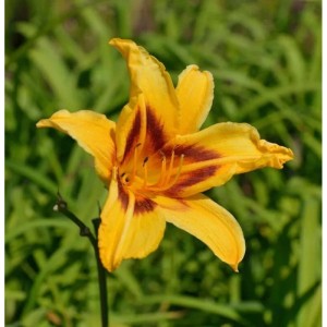 Gelbe Taglilie Bonanza (Hemerocallis) mit braunroter Zeichnung im Zentrum.