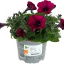 GROW by OBI Petunie mit dunkelroten Blüten im Topf (Ø 12cm).