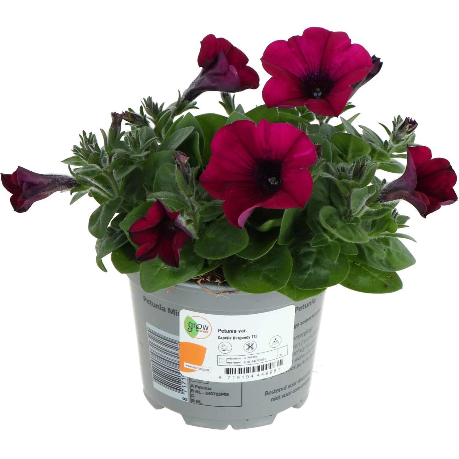 GROW by OBI Petunie mit dunkelroten Blüten im Topf (Ø 12cm).