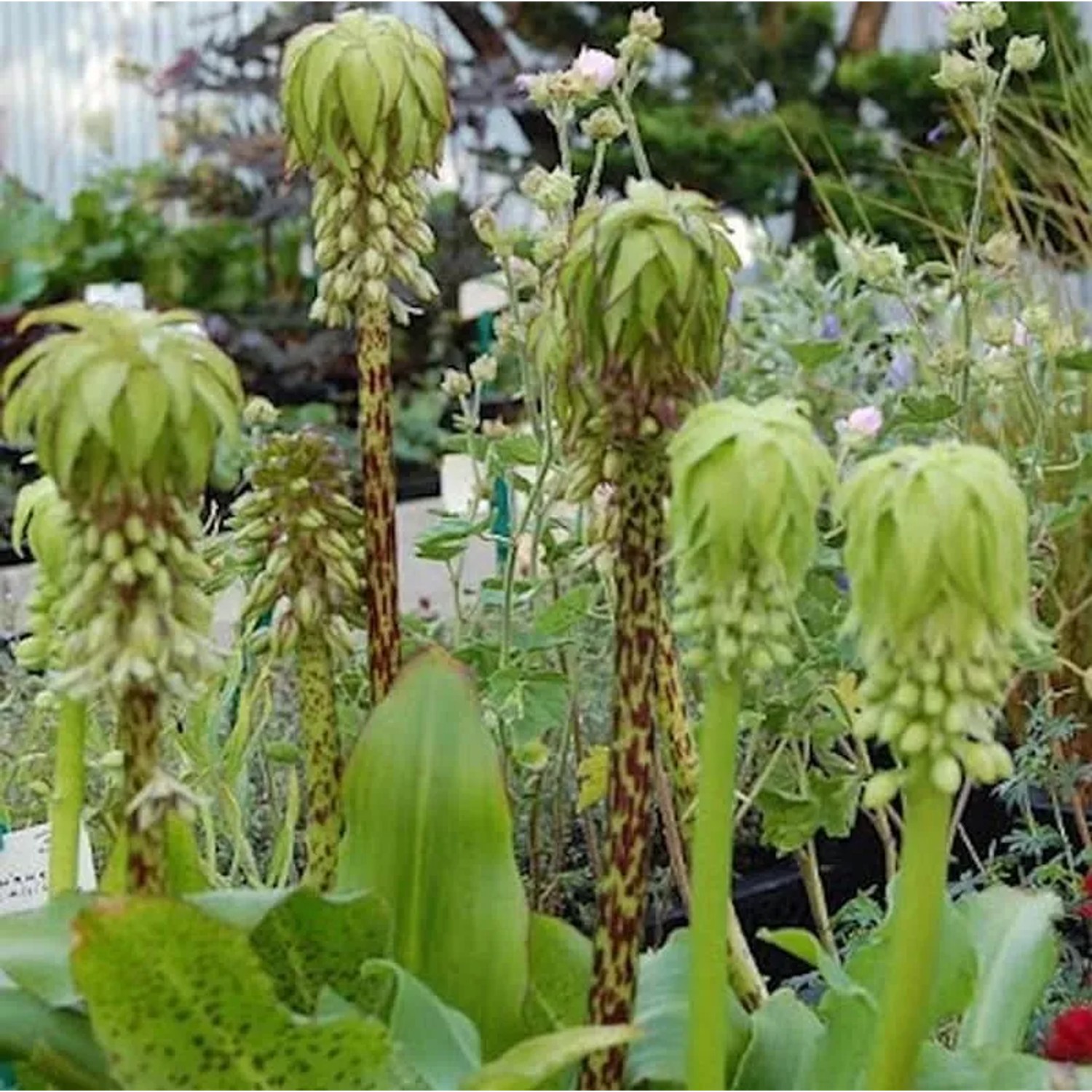 Gartenananas - Schopflilie - Eucomis bicolor