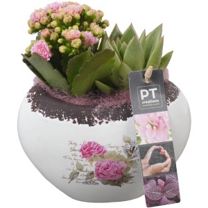 Herzförmiges Zimmerpflanzen-Arrangement mit Kalanchoe und Echeverie im Keramiktopf.