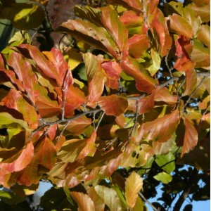 Eisenholzbaum (Parrotia persica) mit Herbstlaub in Gelb- und Rottönen.