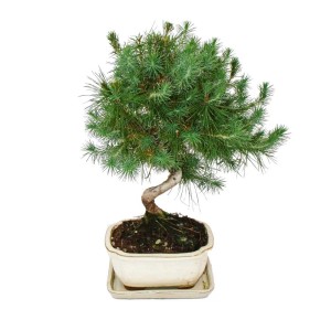 Exotenherz Bonsai: Aleppo-Kiefer (Pinus halepensis), ca. 7-8 Jahre alt, in 16cm Schale.