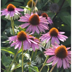 Nahaufnahme von rosa Sonnenhüten (Echinacea purpurea 'Baby Swan Pink') im Garten.