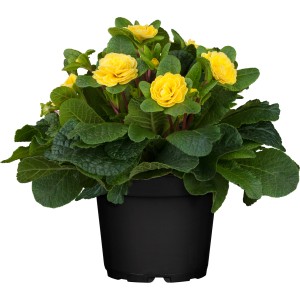 Gelbe Rosenprimel Belarina (Primula vulgaris) im Topf, gefüllte Blüten, Frühjahrsbepflanzung.