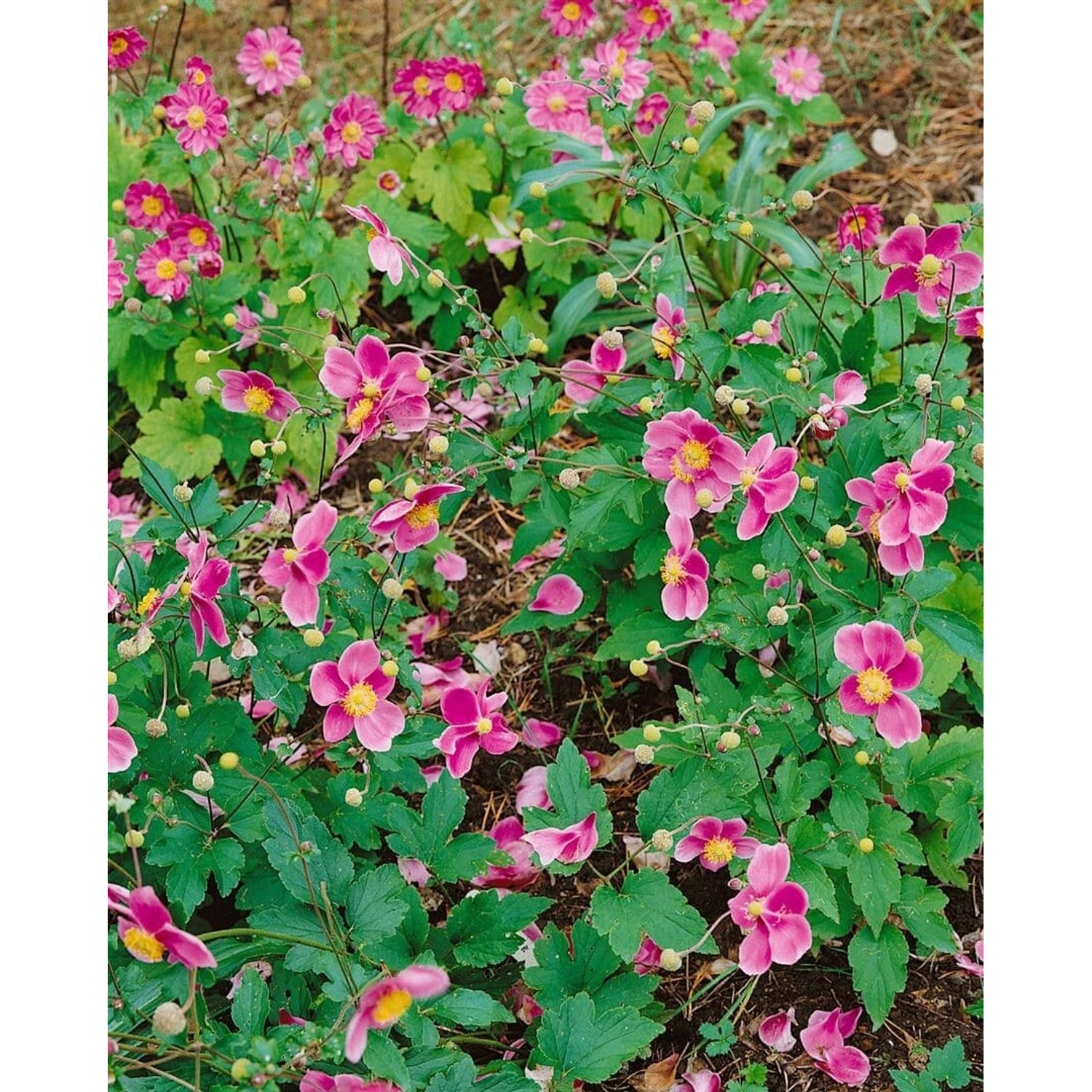 Anemone Tomentosa Robustissima Herbstanemone Ca. 9x9 cm Topf günstig online kaufen