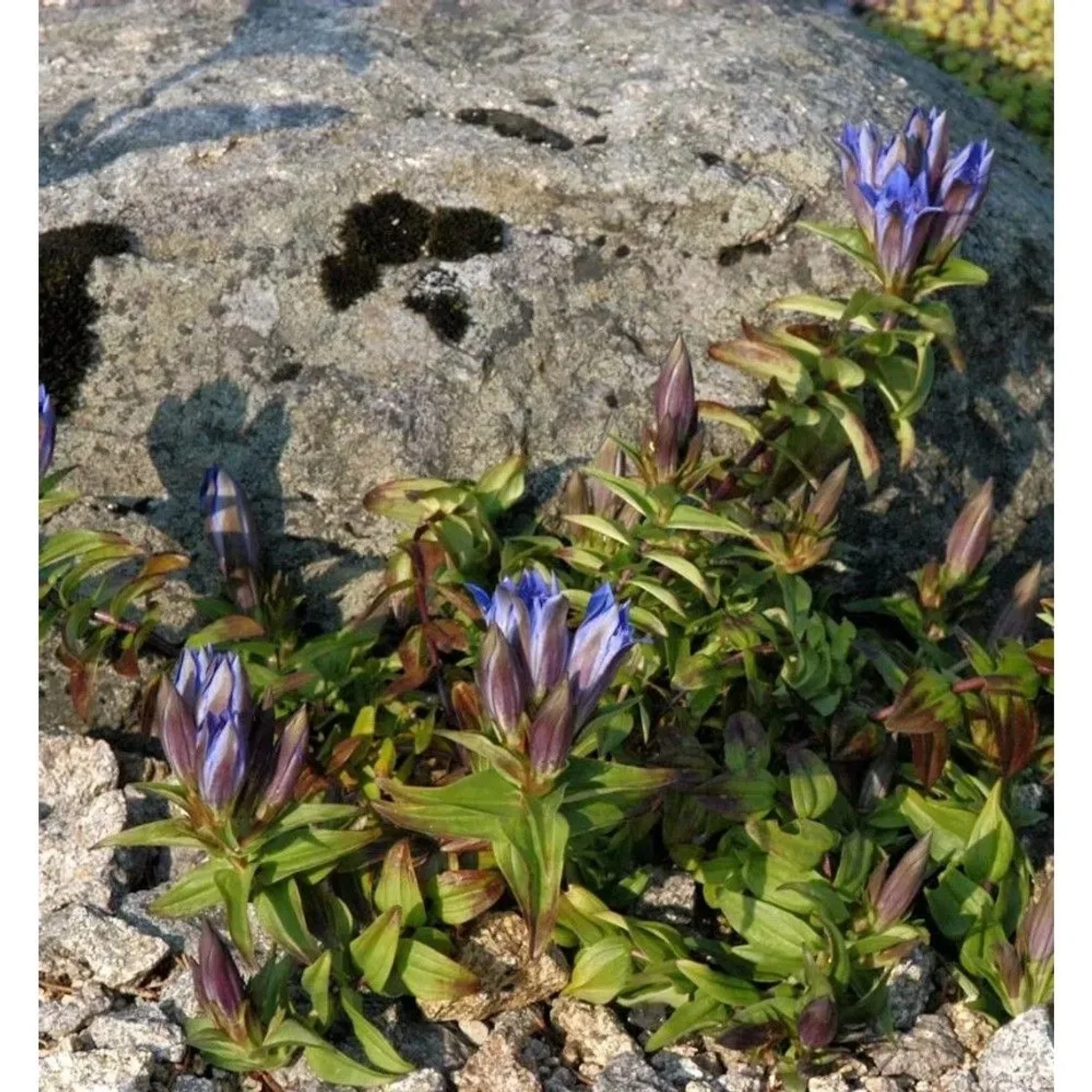 Kreuzenzian Blue Cross - Gentiana cruciata