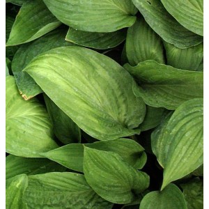 Nahaufnahme der grünen Blätter der Funkie Aurea (Hosta fortunei).