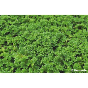 Nahaufnahme der grünen Dennerle Plants Aquariumpflanze Azolla Filiculoides.