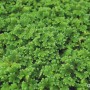 Nahaufnahme der grünen Dennerle Plants Aquariumpflanze Azolla Filiculoides.