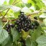 Schwarze Johannisbeere Titania BIO mit reifen, dunklen Beeren und grünen Blättern am Strauch.