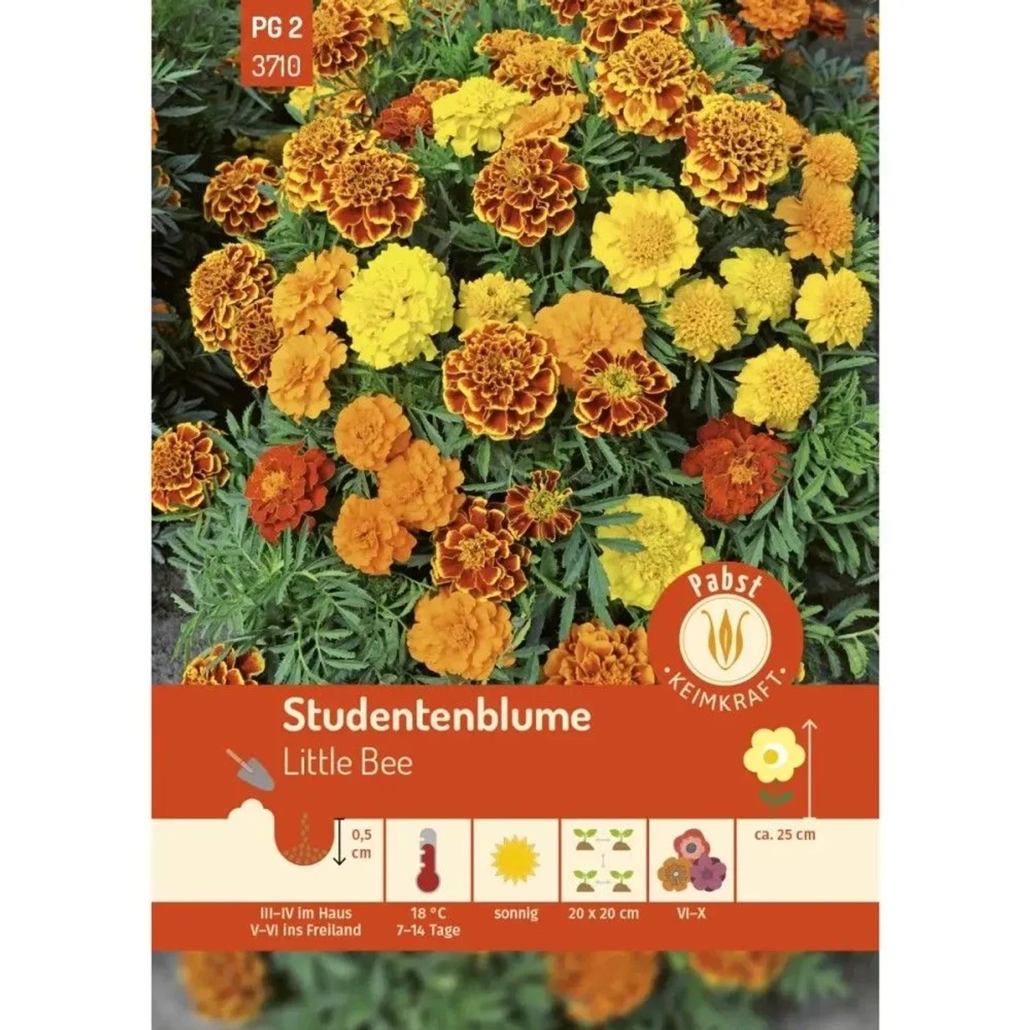 Pabst Keimkraft Studentenblume Little Bee Saatgut