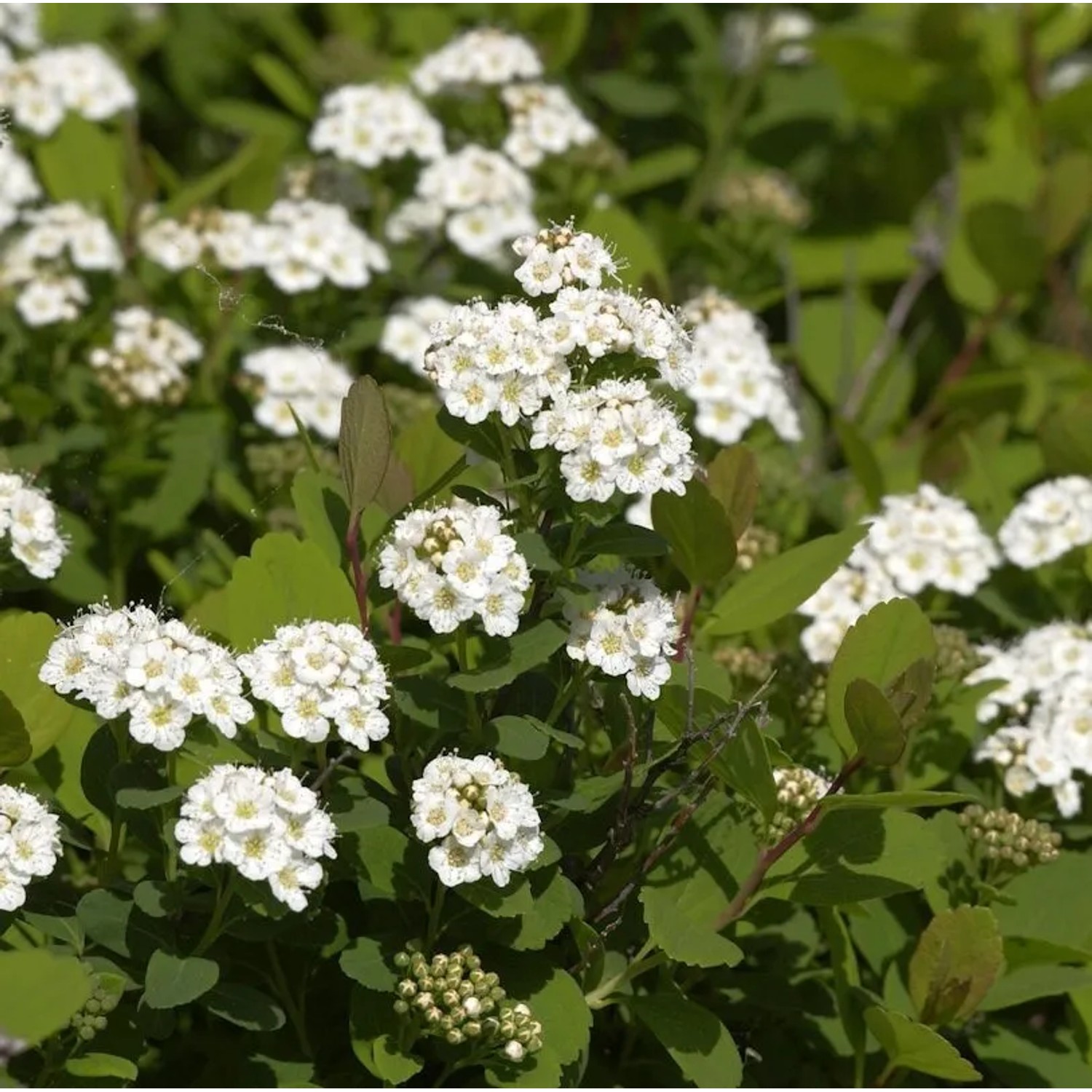 Birkenblättrige Spiere 20-30cm - Spiraea betulifolia