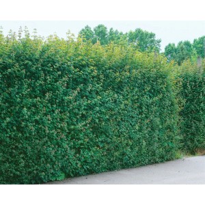 Dichte Hecke aus Feldahorn (Acer Campestre), 100–125 cm hoch, robust und pflegeleicht.