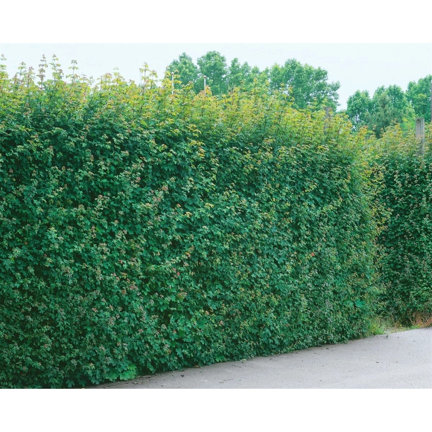 Acer Campestre Feldahorn 100–125 cm Robust Und Pflegeleicht günstig online kaufen