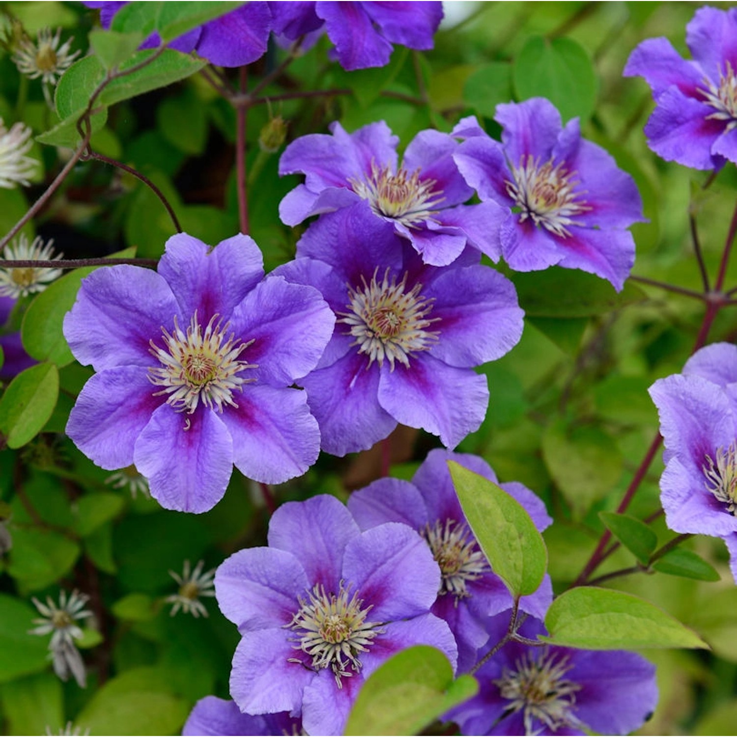 Waldrebe Rhapsody 40-60cm - Clematis günstig online kaufen