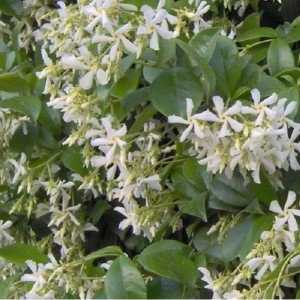 Sternjasmin Trachelospermum jasminoides 50 bis 60 cm im Container Immergrün