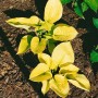 Goldgelbe Hosta Sieboldiana 'Zounds' (Funkie) im 11x11 cm Topf. Schattenliebende Staude mit herzförmigen Blättern.