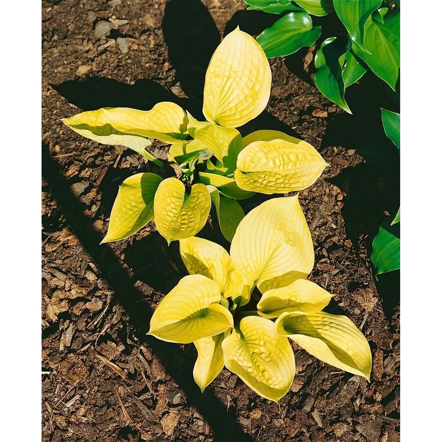 Goldgelbe Hosta Sieboldiana 'Zounds' (Funkie) im 11x11 cm Topf. Schattenliebende Staude mit herzförmigen Blättern.