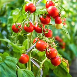 Tomatenpflanze mit roten Tomaten an einem KARAT Tomatenspiralstab, Rankhilfe.