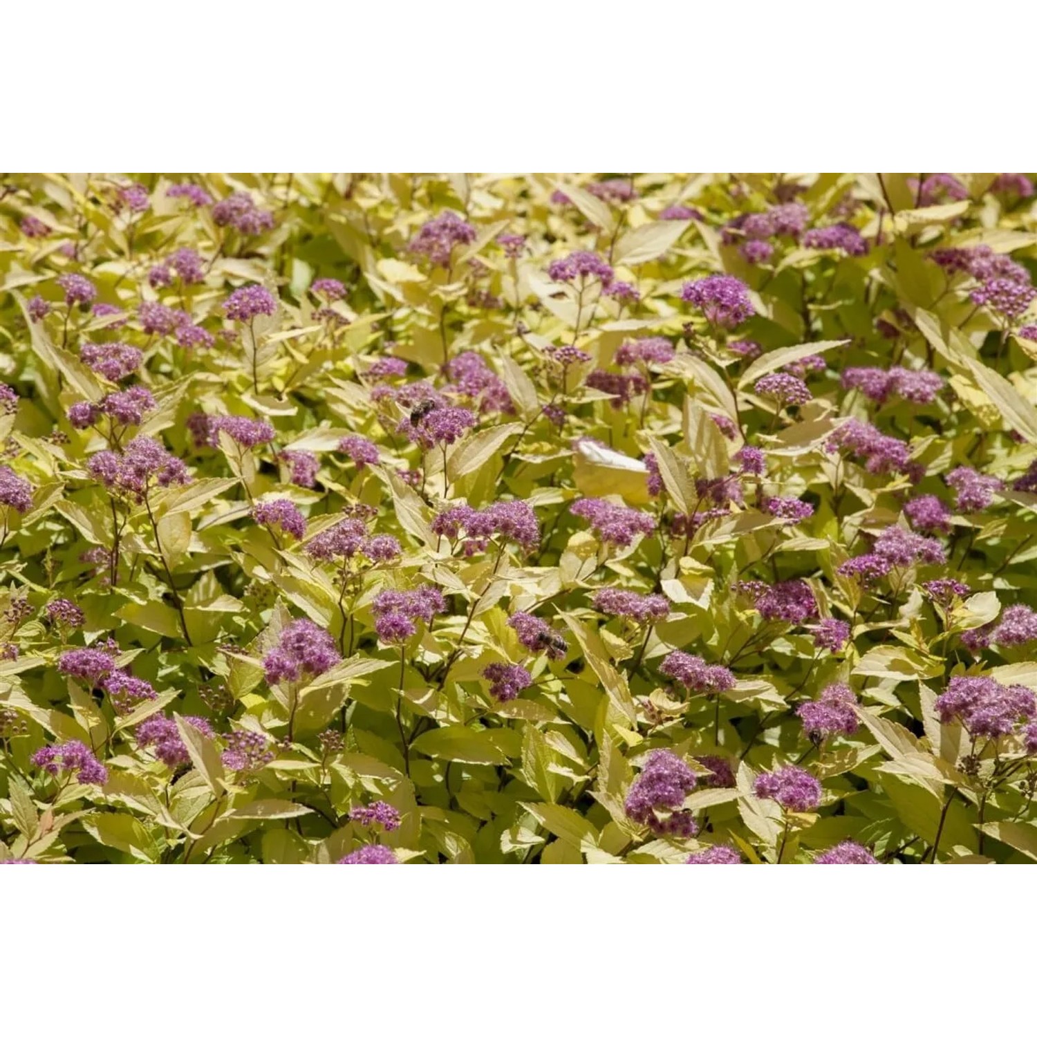 Spiraea Japonica Goldspiere 20-30 cm