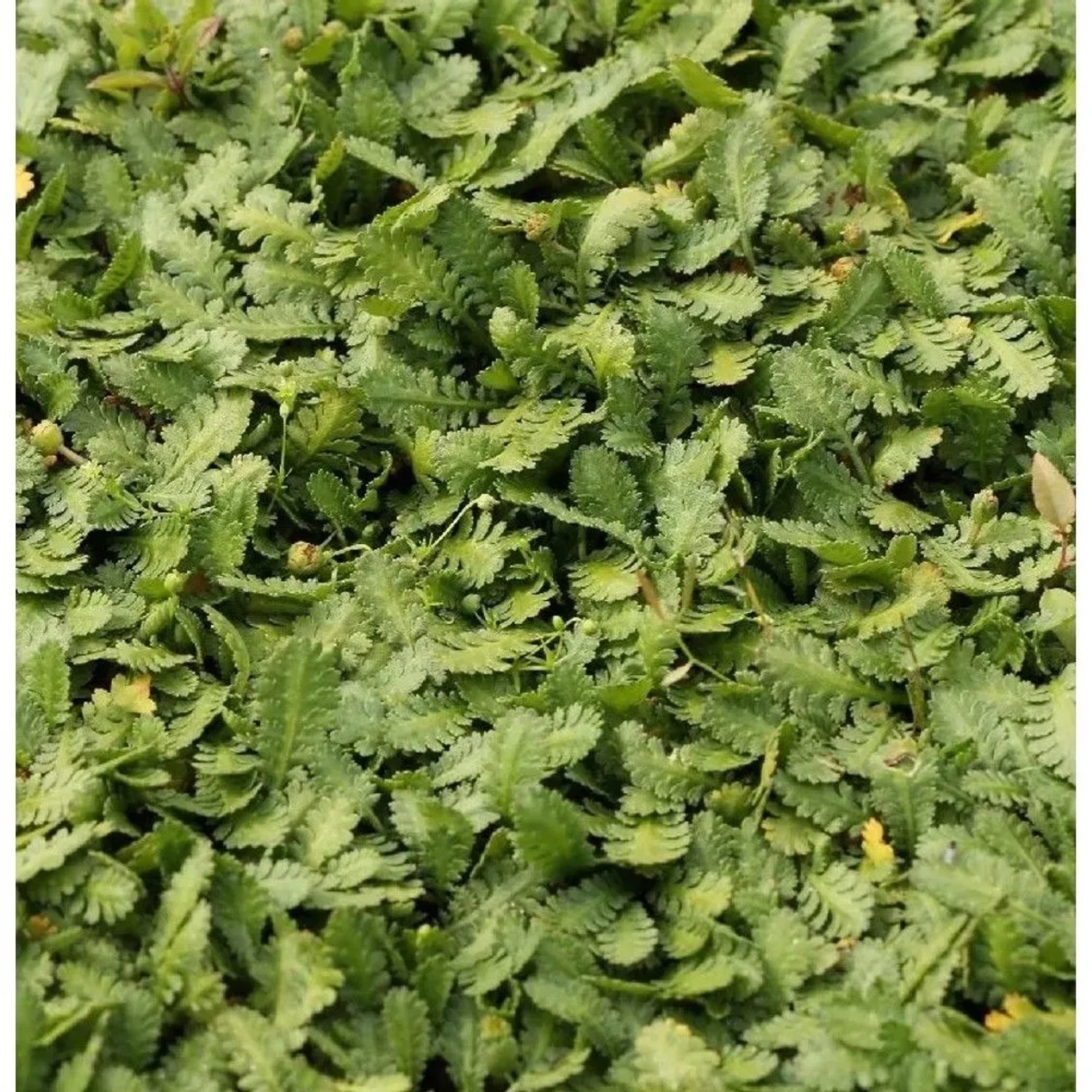 Fiederpolster - Leptinella dioica
