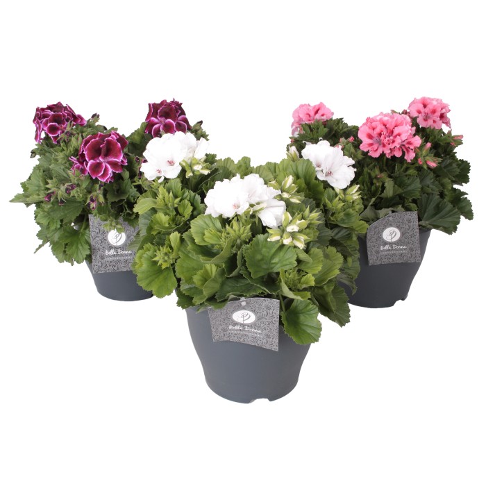 44+ Geranien Kaufen Bei Obi, Die hängende geranie (pelargonium
