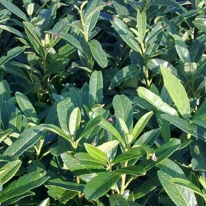 Kirschlorbeer 'Caucasica' Prunus laurocerasus 40 bis 60 cm im Container Schnell Wachsend