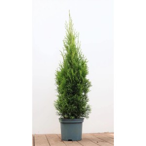 Smaragd Thuja im 3L Topf, 80-100cm hoch. Immergrüne Heckenpflanze für Garten und Kübel.