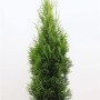 Smaragd Thuja im 3L Topf, 80-100cm hoch. Immergrüne Heckenpflanze für Garten und Kübel.