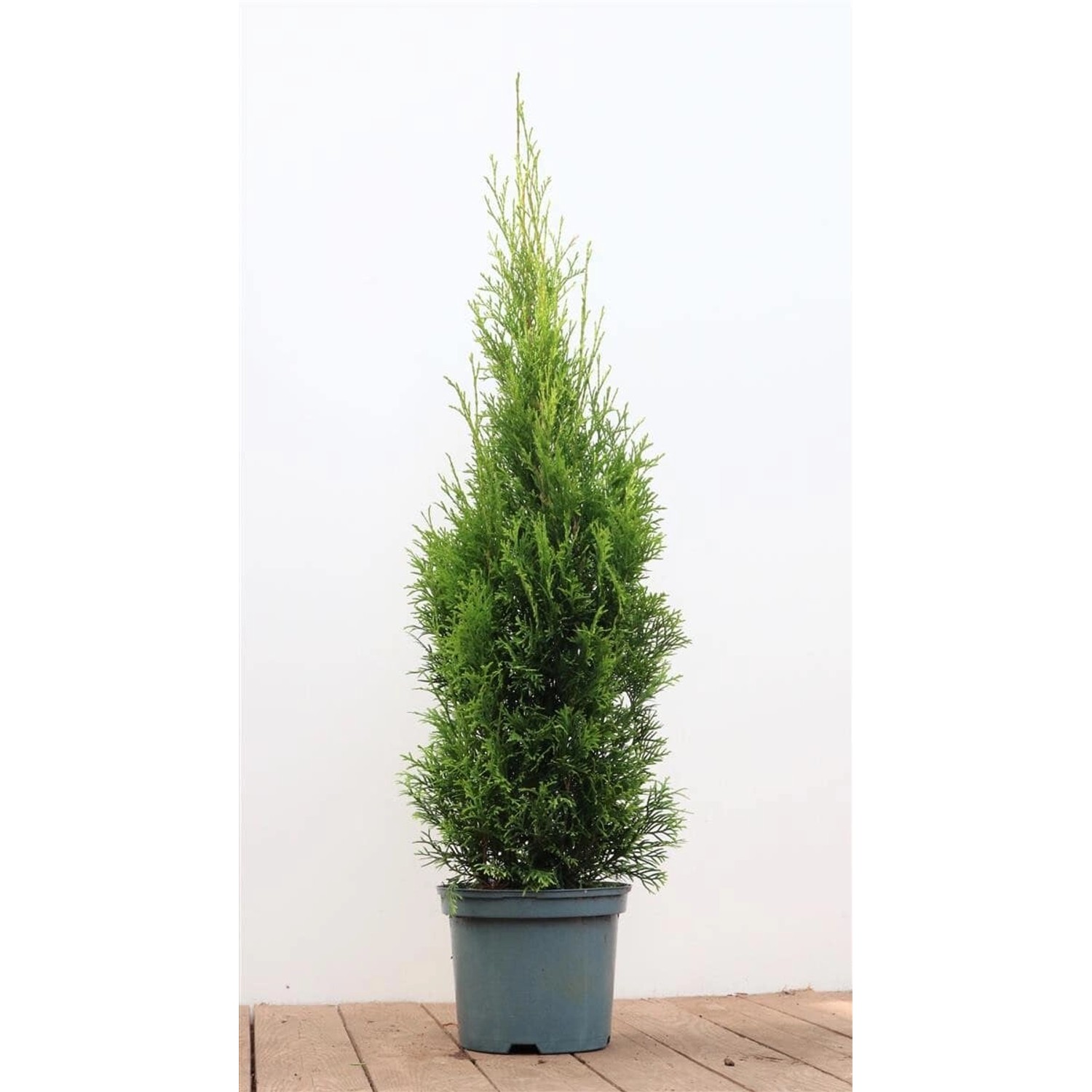 Thuja occidentalis 'Smaragd' 80-100 cm 3 Liter Container günstig online kaufen