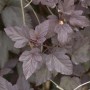 Nahaufnahme der rotblättrigen Blasenspiere (Physocarpus opulifolius) mit markantem, dunklem Laub.