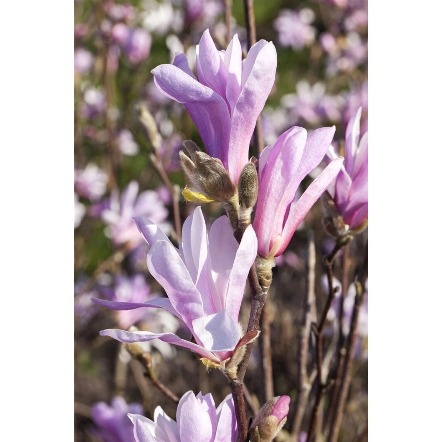 Magnolia Liliiflora Tulpenmagnolie 150-175 cm günstig online kaufen