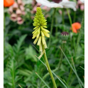 Fackellilie Flamenco (Kniphofia uvaria) mit gelb-grünen Blüten im Garten.