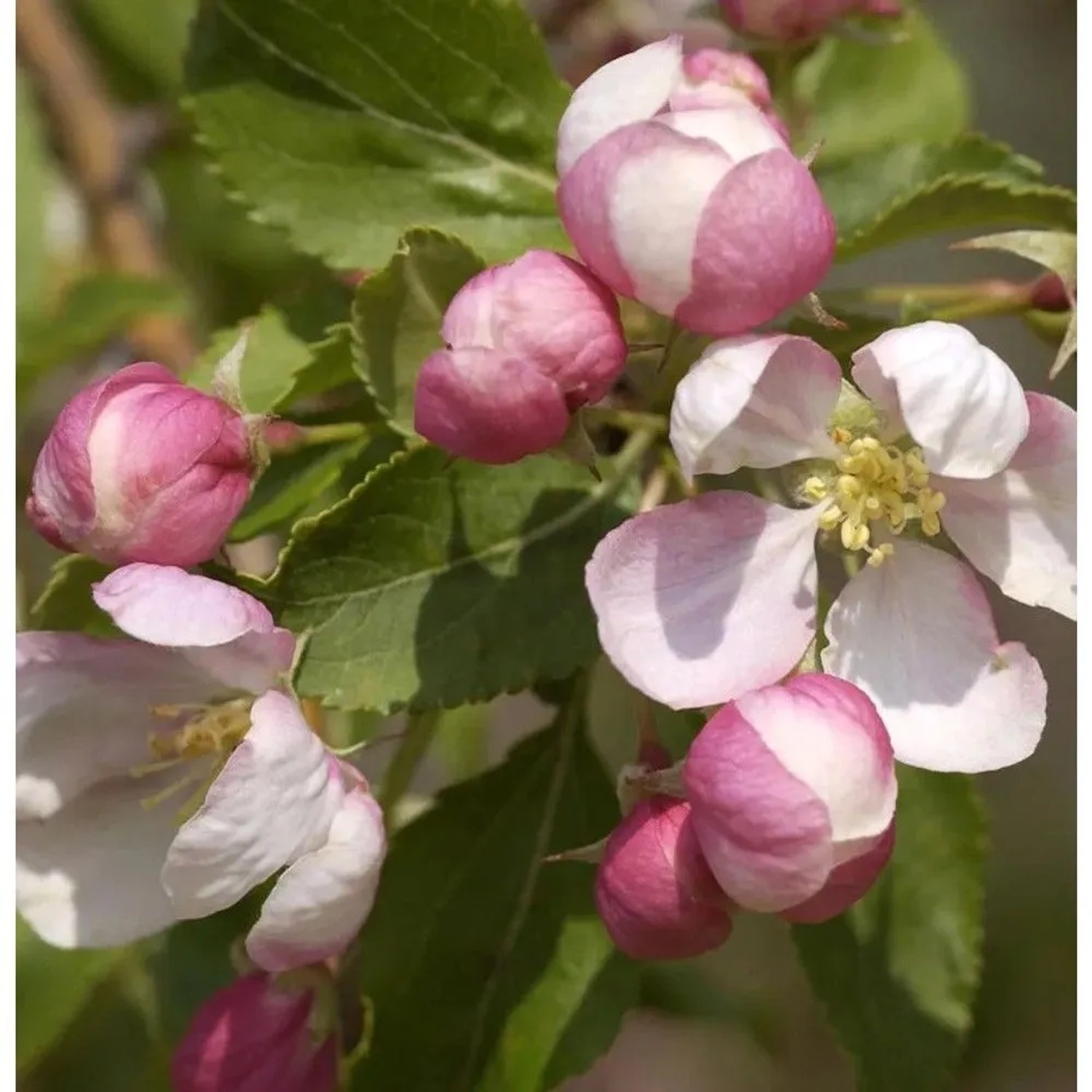 Hochstamm Zierapfel Red Jade 100-125cm - Malus Hybride