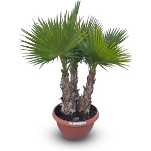 Sunny-Tree Palme Washingtonia Robusta Multistamm XL 180 cm im Dekotopf Mexikanische Fächerpalme