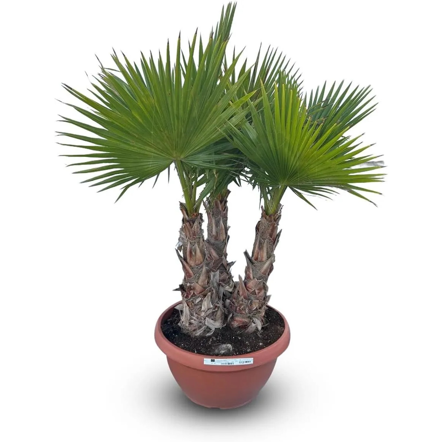 Sunny-Tree Palme Washingtonia Robusta Multistamm XL 180 cm im Dekotopf Mexikanische Fächerpalme