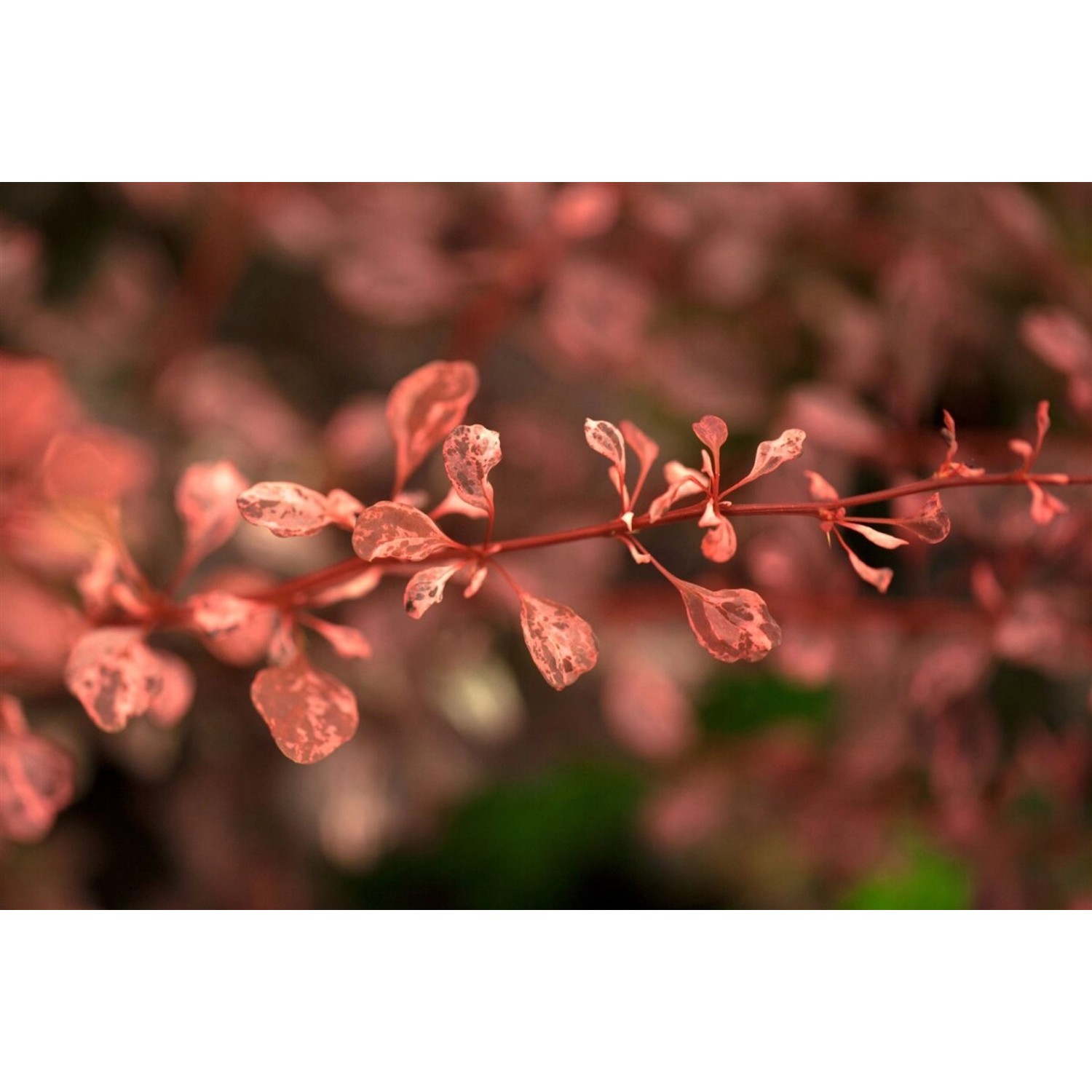 Berberis Thunbergii Rose Glow Rote Heckenberberitze 30–40 cm günstig online kaufen