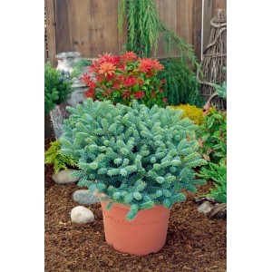 Kompakte, blaugrüne Koreatanne 'Blue Emperor' (Abies koreana) im Topf, 40-60 cm hoch.