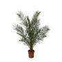 Exotenherz Kanarische Dattelpalme Phoenix Canariensis 27cm Topf 180 cm Hoch
