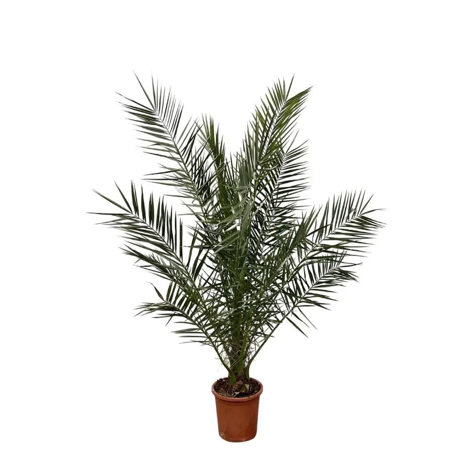 Exotenherz Kanarische Dattelpalme Phoenix Canariensis 27cm Topf 180 cm Hoch günstig online kaufen
