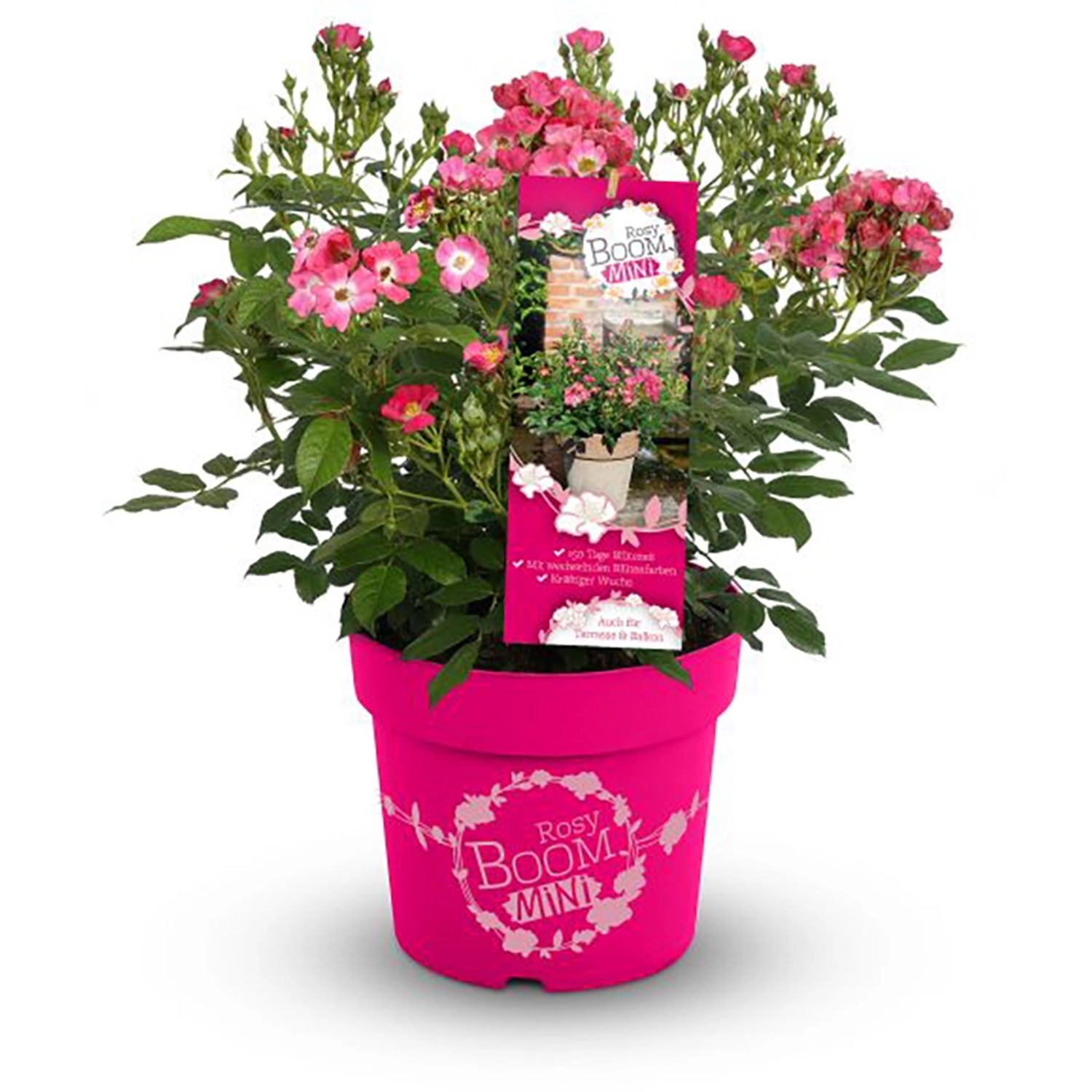 GROW by OBI Beetrose Rosy Boom Mini Rosa Höhe ca. 30 - 40 cm Topf ca. 6 l