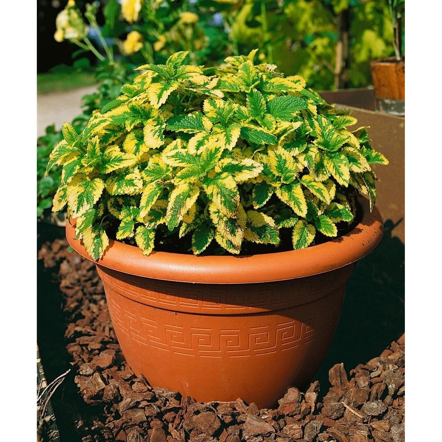 Melissa Officinalis Aureovariegata Zitronenmelisse Ca 9x9 cm Topf günstig online kaufen