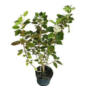 Baumfink Wolliger Schneeball als Topfpflanze 60-100cm