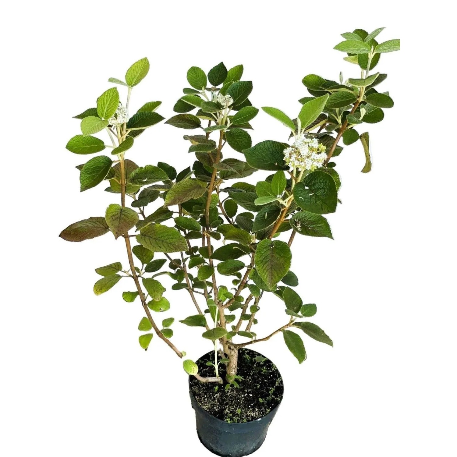 Baumfink Wolliger Schneeball als Topfpflanze 60-100cm