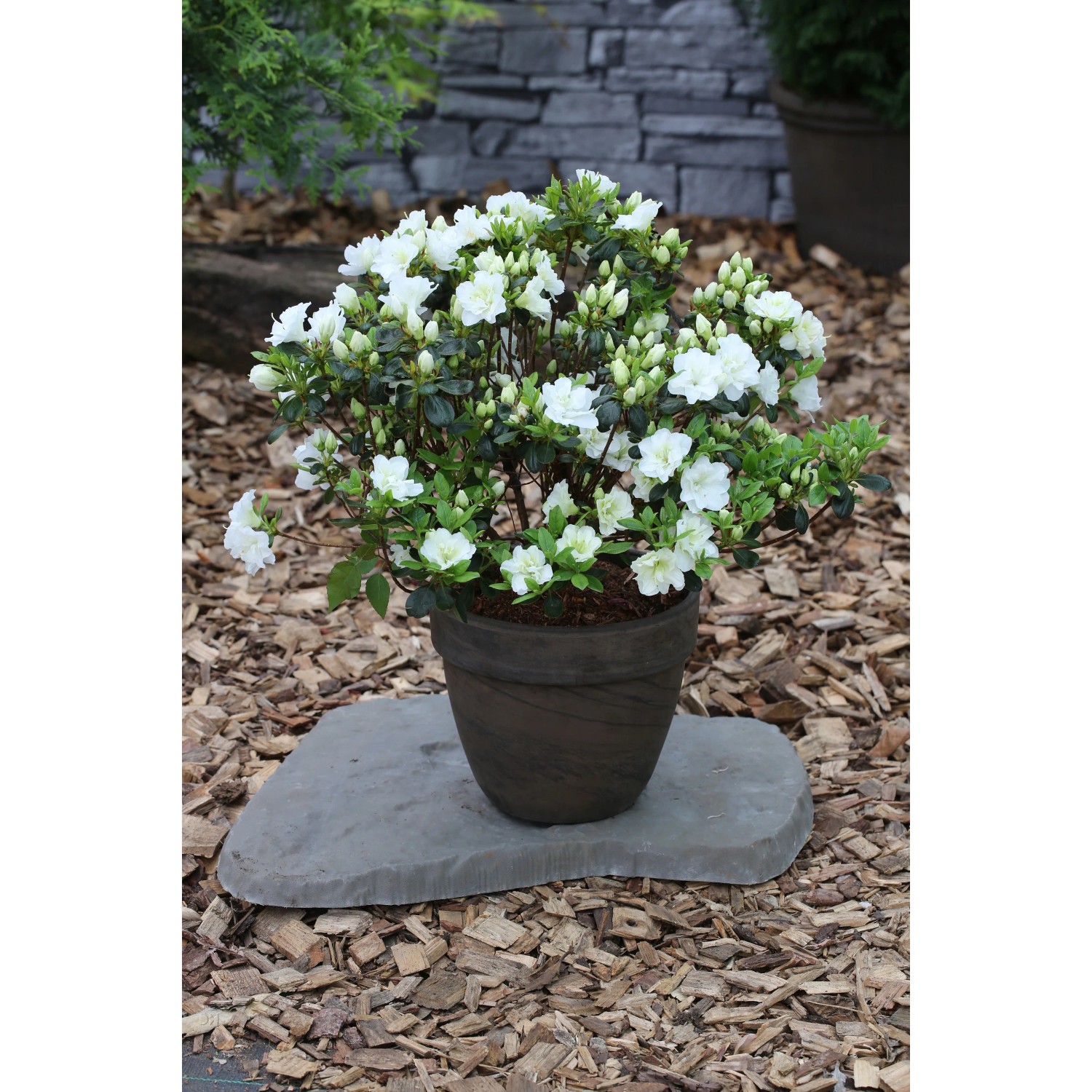 Rhododendron obtusum "Schneeperle" winterhart wei Zwerg 10-20 cm 2,3 l  Topf kaufen bei OBI