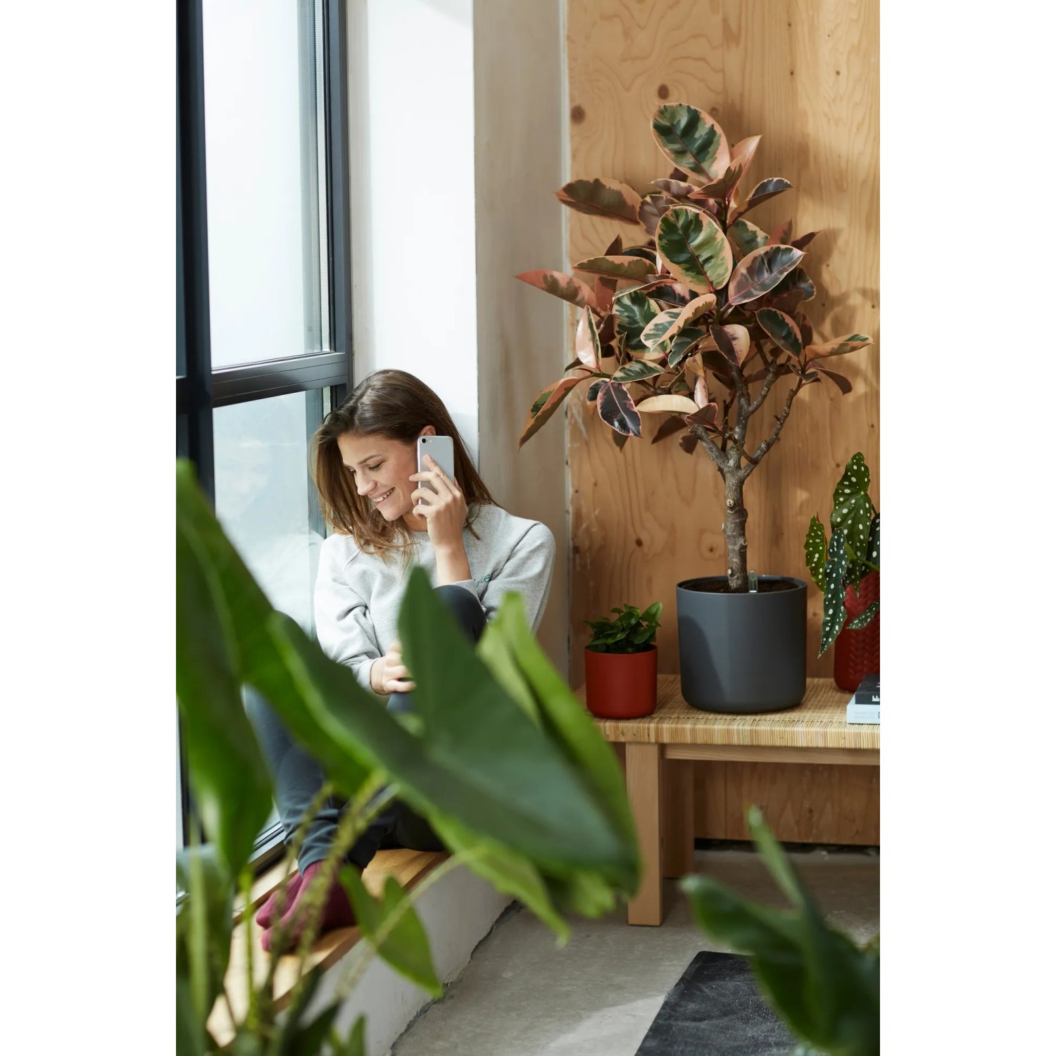 Elho Blumentopf B.For Soft Rund, Ø 34,5 cm, Anthrazit mit Gummibaum im Wohnraum.