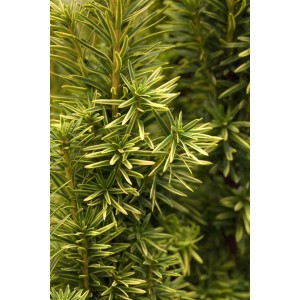 Detailaufnahme der gelbgrünen Nadeln einer Taxus Baccata Fastigiata Aurea Säuleneibe.
