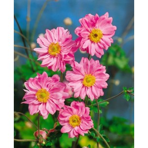 Nahaufnahme der rosa blühenden Herbstanemone 'Bressingham Glow' im 9x9 cm Topf.